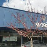 نمایندگی ایران خودرو   کریمی
