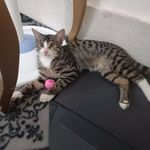 درمانگاه دامپزشکی و پت شاپ دکتر حاجی نژا