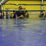 کلاب بوکس شاهین