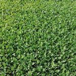 تولیدی نشاء دهقانی