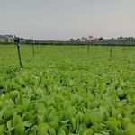 تولیدی نشاء دهقانی