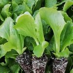 تولیدی نشاء دهقانی