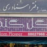 گل گندم