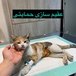 کلینیک دامپزشکی تریتامیرداماد