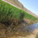 تالاب گندمان