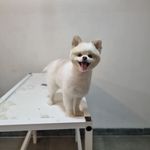 کلینیک دامپزشکی نوین پت شاپ