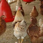 مجموعه مرغ تخمگذار لوهمن