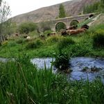 رستوران مزرعه سبز الیزه