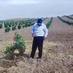 بذر اصلاح شده پسته شرکت پربار پسته