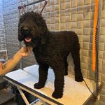 بیمارستان دامپزشکی شبانه روزی درنیکا