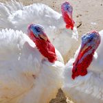 پرورش طیور سنتی حاج محمود