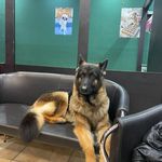 پت شاپ تیم پت