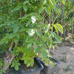 نهال درخت گل و گیاه فروشی