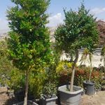 خدمات باغبانی هرس کاری صاحبدل