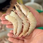 ماهی خونه | زرین تجارت هرمزگان