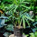 بازار گل لشگری