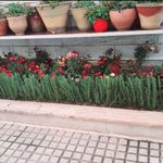 خدمات باغبانی هرس کاری صاحبدل