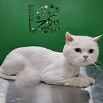 هتل پانسیون خانه دوم(پانسیون حیوانات)