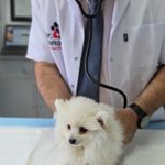 کلینیک دامپزشکی دکتر پُرکار
