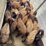 مجموعه عرضه دام و مرغ خروس دشتی