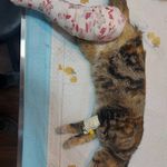 مرکز تخصصی جراحی حیوانات خانگی