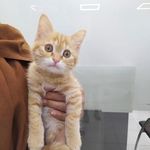 درمانگاه دامپزشکی های پت