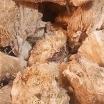 فروش گیاه دارویی قسنی (آقای عباس‌زاده)