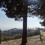 بوستان جنگلی یاس فاطمی