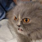 کلینیک دامپزشکی دکتر کنارکوهی