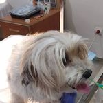 کلینیک دامپزشکی دکتر کنارکوهی