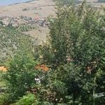 بوستان سبز