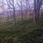 شیرسوار