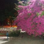 بوستان یاسمن