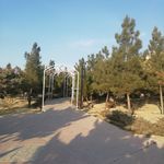 شیرسوار