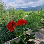 ویلا دوبلکس محمودی