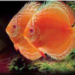 آکواریوم مرجان