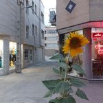 مشاورین املاک طهران