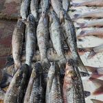 ماهی فروشی خزر