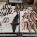 ماهی فروشی خزر