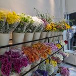 گلکده مسعود