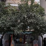 مرادی