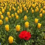 دشت لاله ها