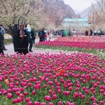 دشت لاله ها