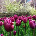 دشت لاله ها