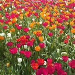 دشت لاله ها