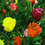 دشت لاله ها