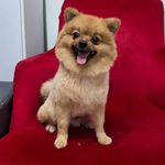 کلینیک دامپزشکی و پت شاپ اگزو