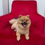 کلینیک دامپزشکی و پت شاپ اگزو