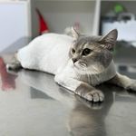 کلینیک دامپزشکی و پت شاپ اگزو