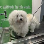 کلینیک دامپزشکی و پت شاپ اگزو